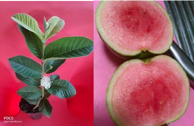 Red Diamond Guava