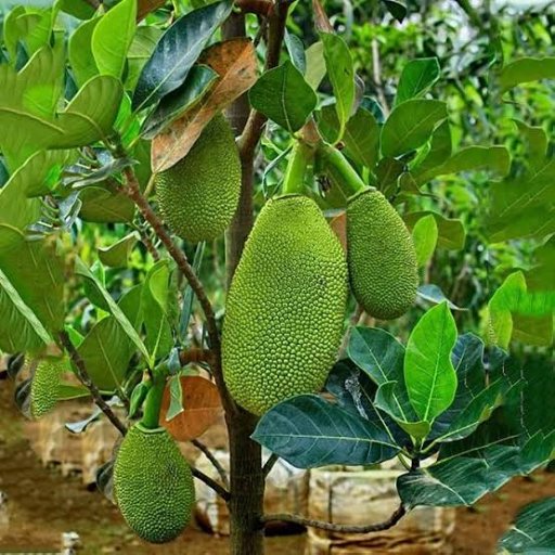 Jackfruit Plants