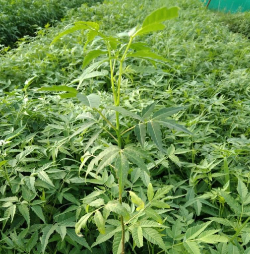 Malabar Neem Plant