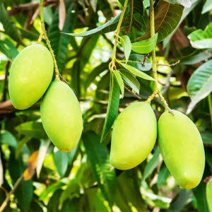 Mango Plants