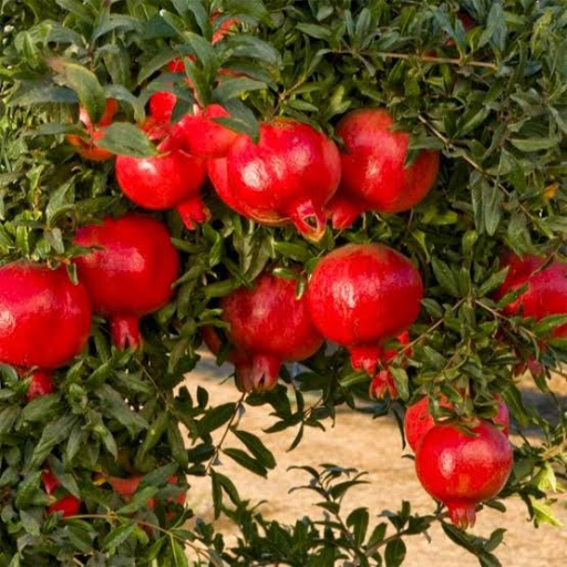 Tissue Culture Pomegranate Plants