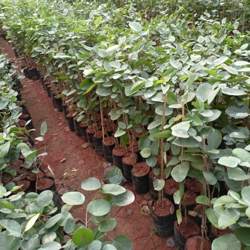 Red Sandalwood Plant