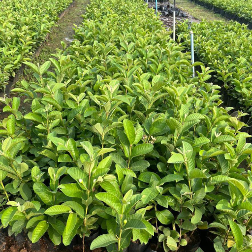 Taiwan Pink Guava Plant