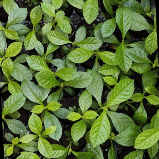 Tissue Culture Plants