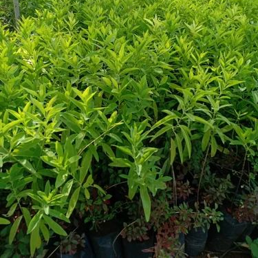 White Sandalwood Plant