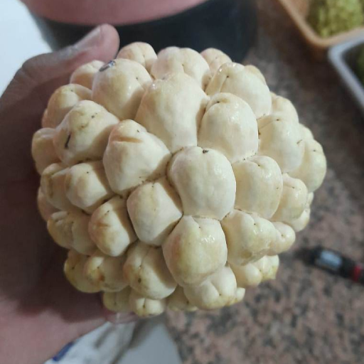  Green Golden  Custard Apple Plants