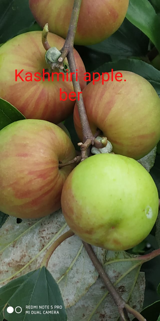 Kashmiri Apple Ber Plant