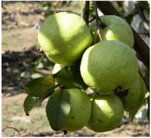 L49 Guava Plant