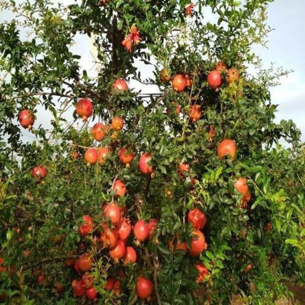 Tissue Culture Pomegranate Plants